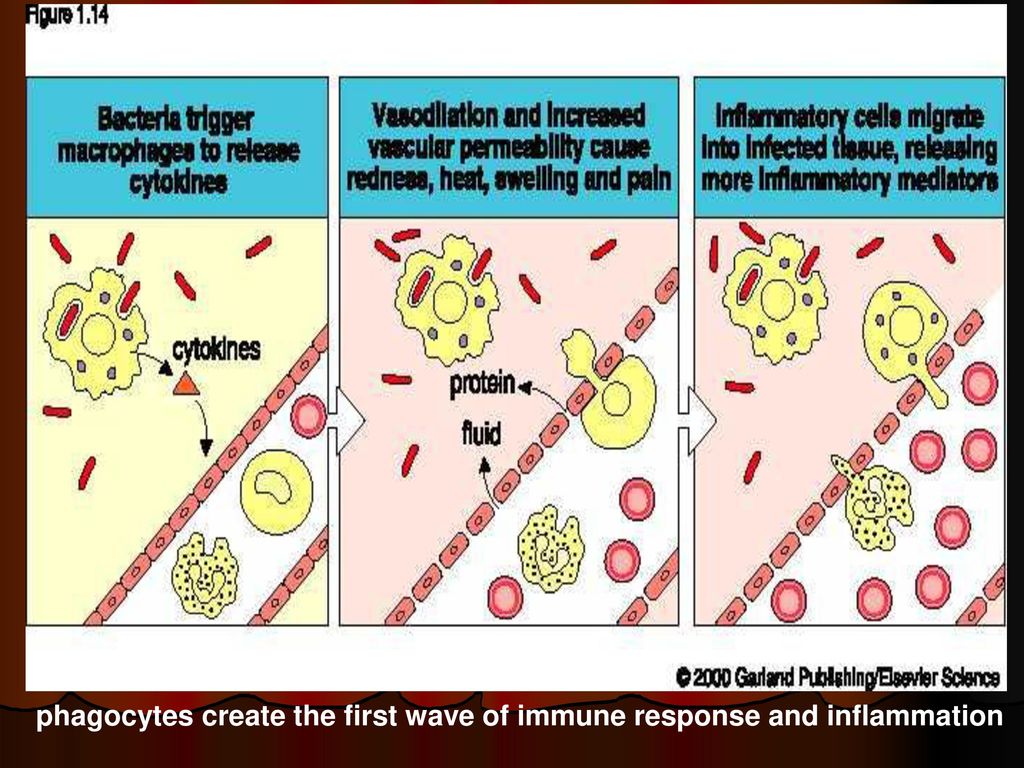 Phagocytosis and the immune response essay